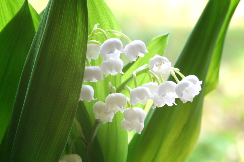 En mai fait ce qu&rsquo;il te plait!